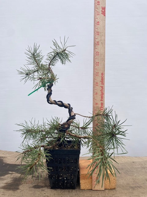 Scots Pine in a 4" pot (PS4-09)