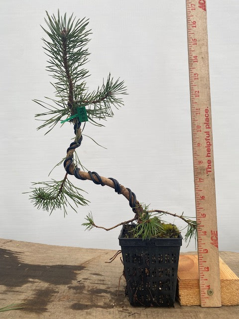 Scots Pine in a 4" pot (PS4-03)