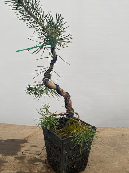 Scots Pine in a 4" pot (PS4-03)