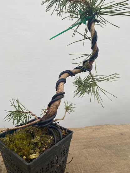 Scots Pine in a 4" pot (PS4-03)
