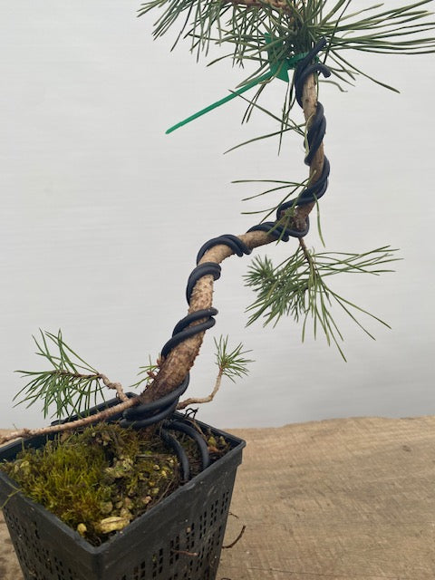 Scots Pine in a 4" pot (PS4-03)