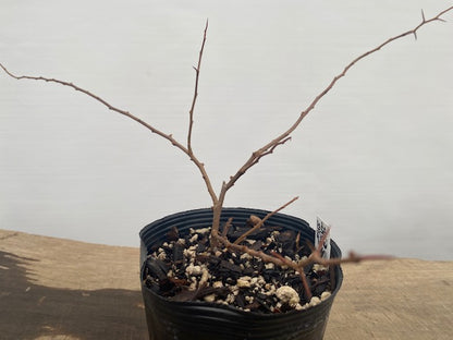 Chojubai-White flower (CW6-02)