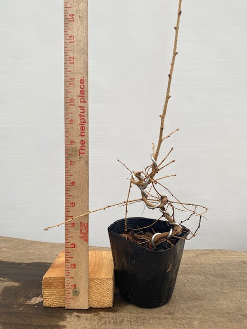 Larch in a 4" pot (LK4-31)