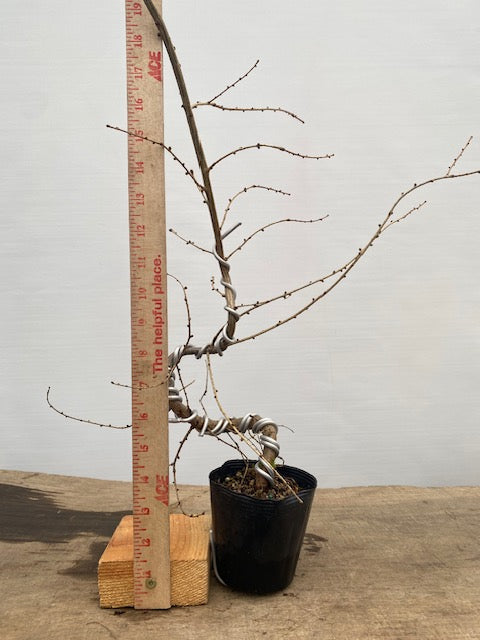 Larch in a 4" pot (LK4-34)