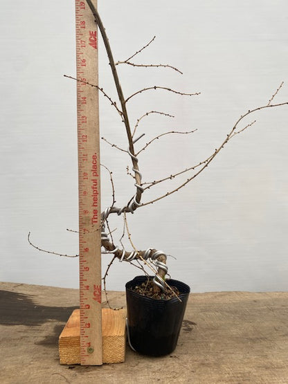 Larch in a 4" pot (LK4-34)