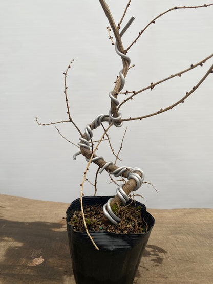 Larch in a 4" pot (LK4-34)