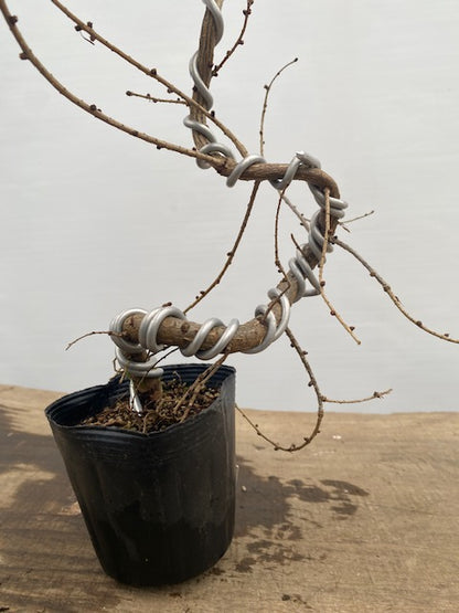 Larch in a 4" pot (LK4-34)