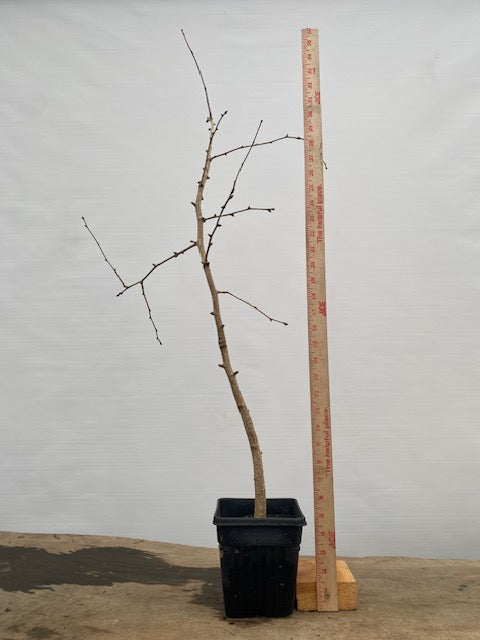 Ginkgo biloba in a 6" pot (GB6-31)