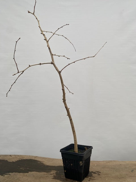 Ginkgo biloba in a 6" pot (GB6-31)