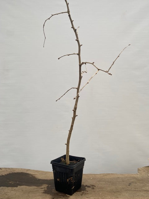 Ginkgo biloba in a 6" pot (GB6-31)