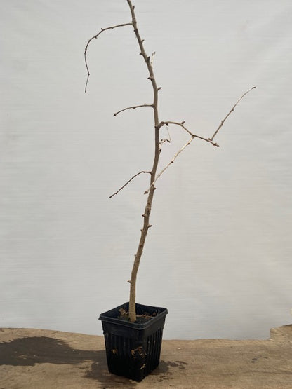 Ginkgo biloba in a 6" pot (GB6-31)
