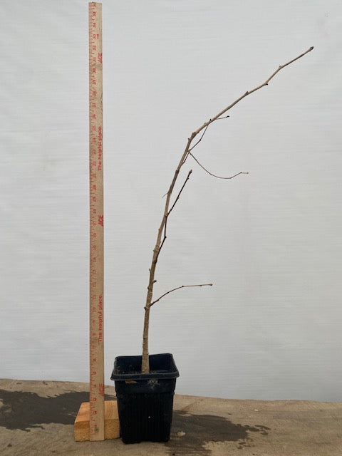 Ginkgo biloba in a 6" pot (GB6-34)