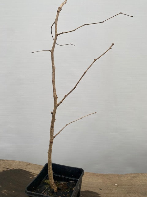 Ginkgo biloba in a 6" pot (GB6-34)