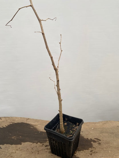 Ginkgo biloba in a 6" pot (GB6-34)