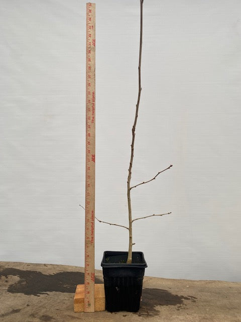Ginkgo biloba in a 6" pot (GB6-32)