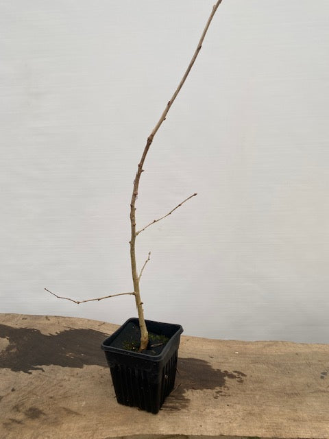 Ginkgo biloba in a 6" pot (GB6-32)
