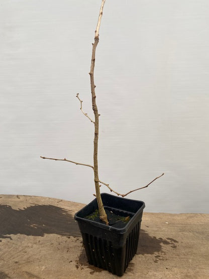 Ginkgo biloba in a 6" pot (GB6-32)
