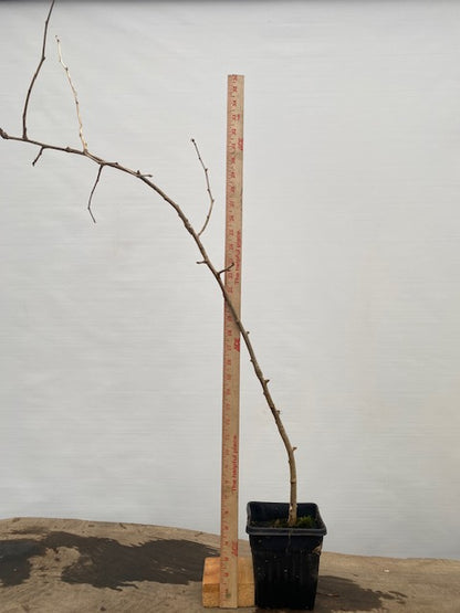 Ginkgo biloba in a 6" pot (GB6-33)