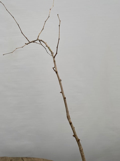 Ginkgo biloba in a 6" pot (GB6-33)