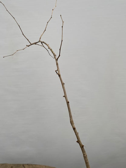 Ginkgo biloba in a 6" pot (GB6-33)