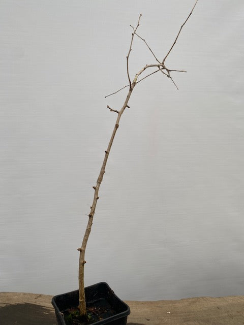 Ginkgo biloba in a 6" pot (GB6-33)