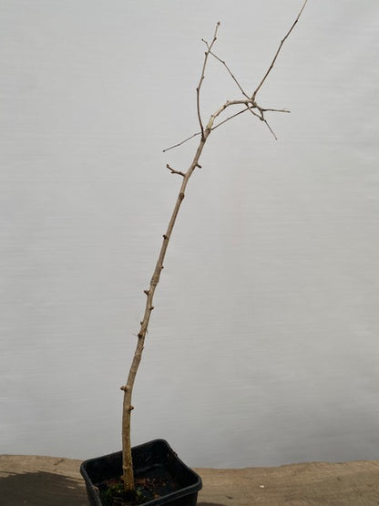 Ginkgo biloba in a 6" pot (GB6-33)