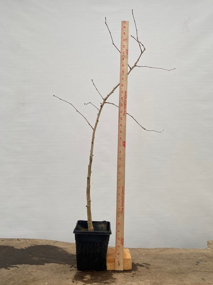 Ginkgo biloba in a 6" pot (GB6-30)
