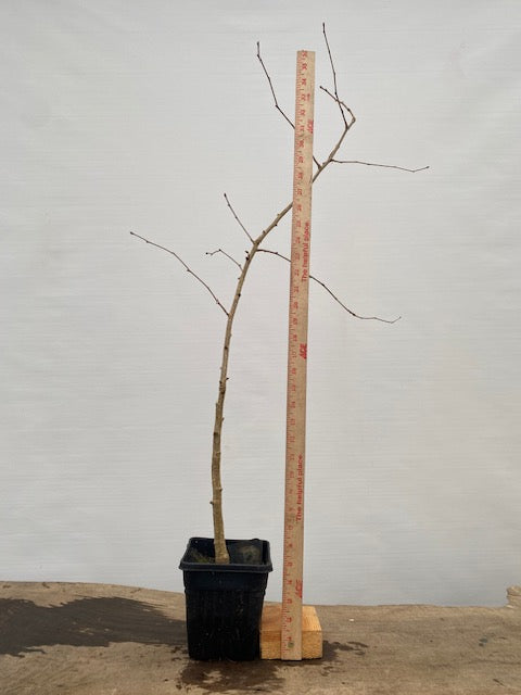 Ginkgo biloba in a 6" pot (GB6-30)