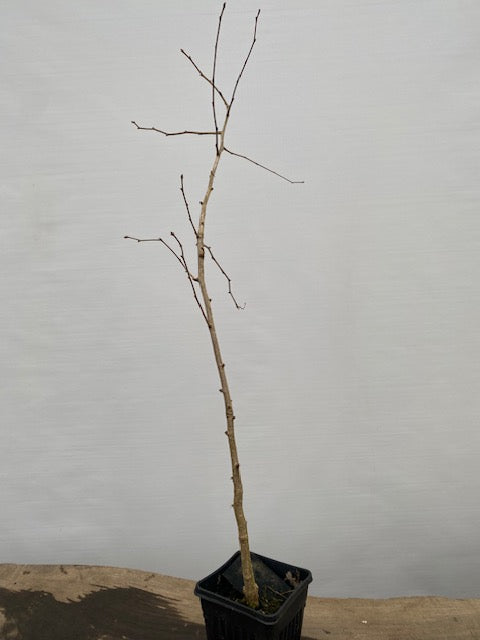 Ginkgo biloba in a 6" pot (GB6-30)