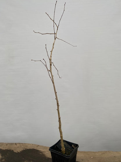 Ginkgo biloba in a 6" pot (GB6-30)