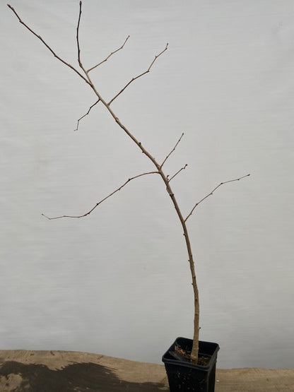 Ginkgo biloba in a 6" pot (GB6-30)