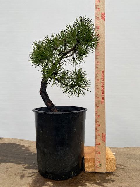 Collected Shore Pine (PCA-01)
