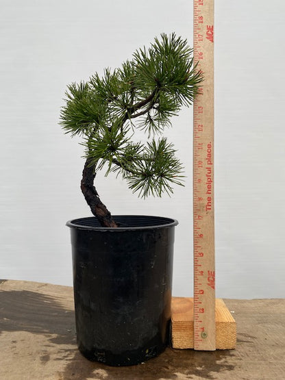 Collected Shore Pine (PCA-01)