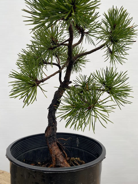 Collected Shore Pine (PCA-01)