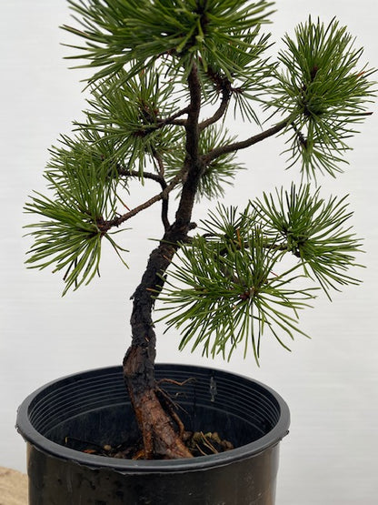 Collected Shore Pine (PCA-01)