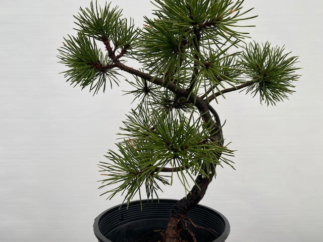 Collected Shore Pine (PCA-01)