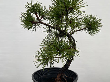 Collected Shore Pine (PCA-01)