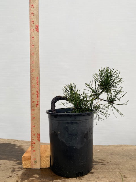 Collected Shore Pine (PCA-02)