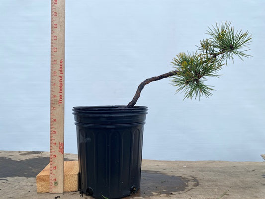 Collected Shore Pine (PCA-03)