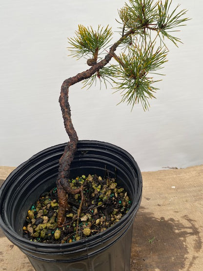 Collected Shore Pine (PCA-03)