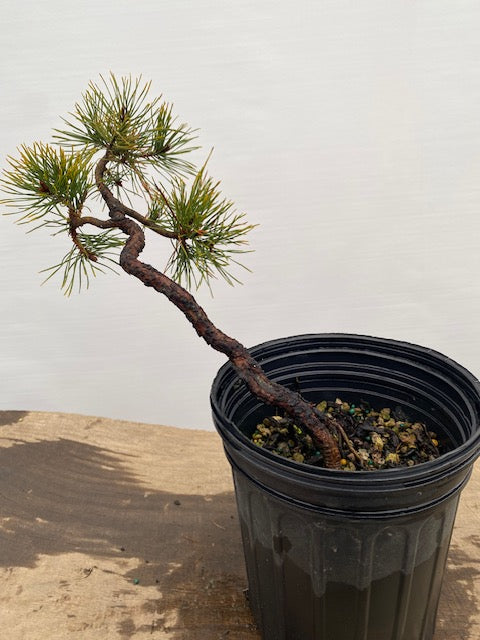 Collected Shore Pine (PCA-03)