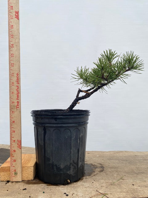 Collected Shore Pine (PCA-04)