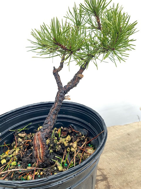 Collected Shore Pine (PCA-04)