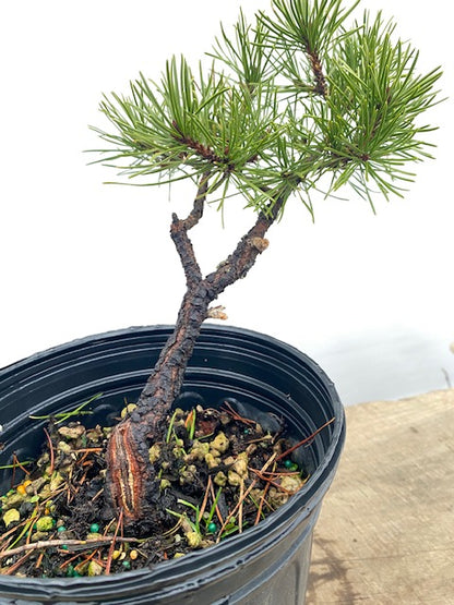 Collected Shore Pine (PCA-04)