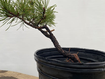 Collected Shore Pine (PCA-04)
