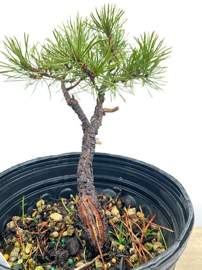 Collected Shore Pine (PCA-04)