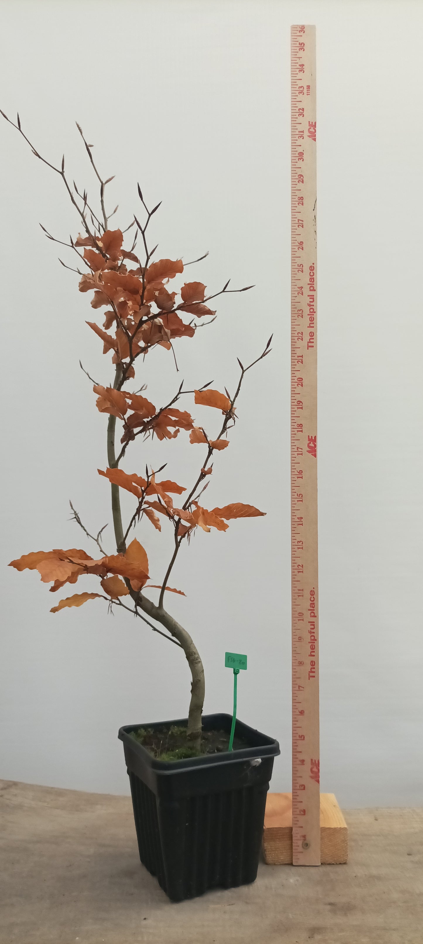 European Beech in a 6" pot (FS6-20)