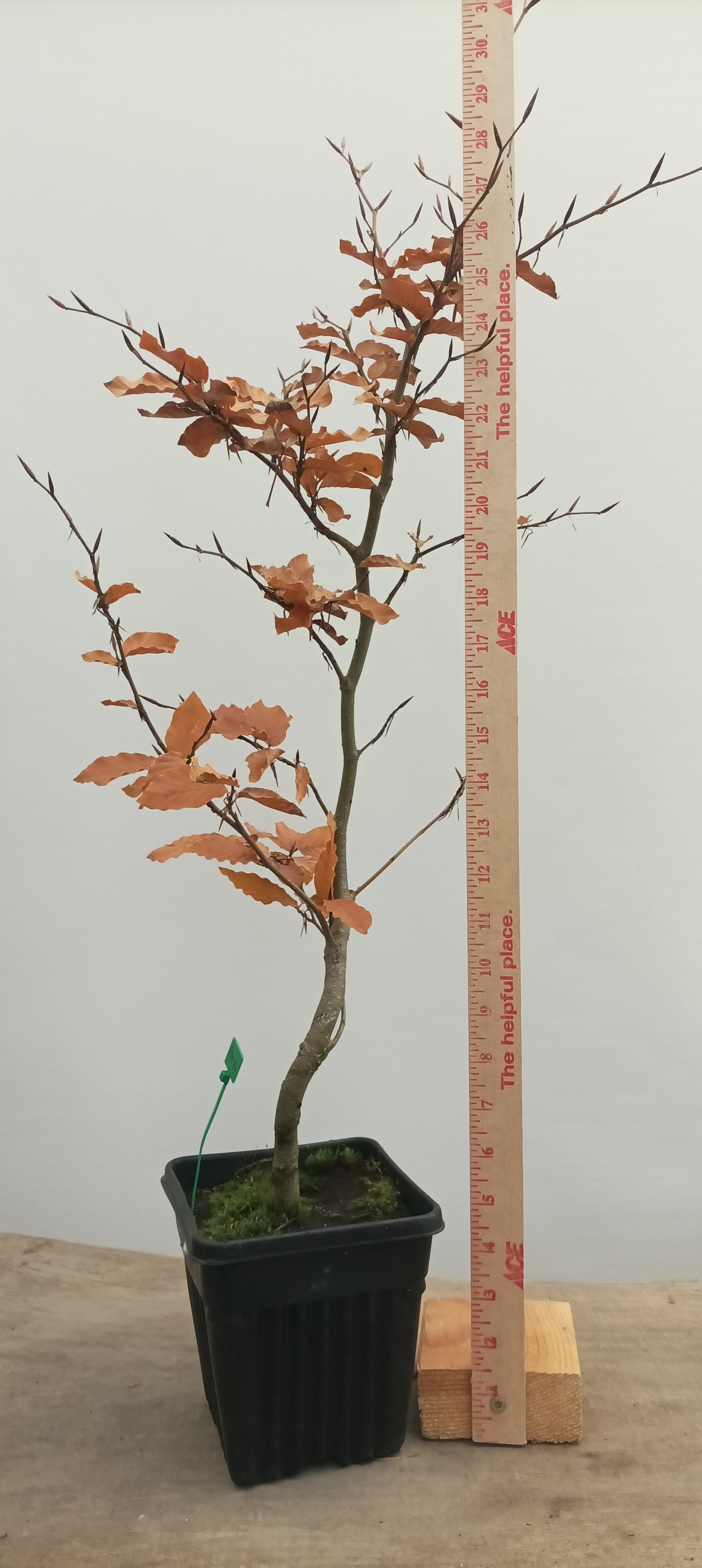 European Beech in a 6" pot (FS6-20)