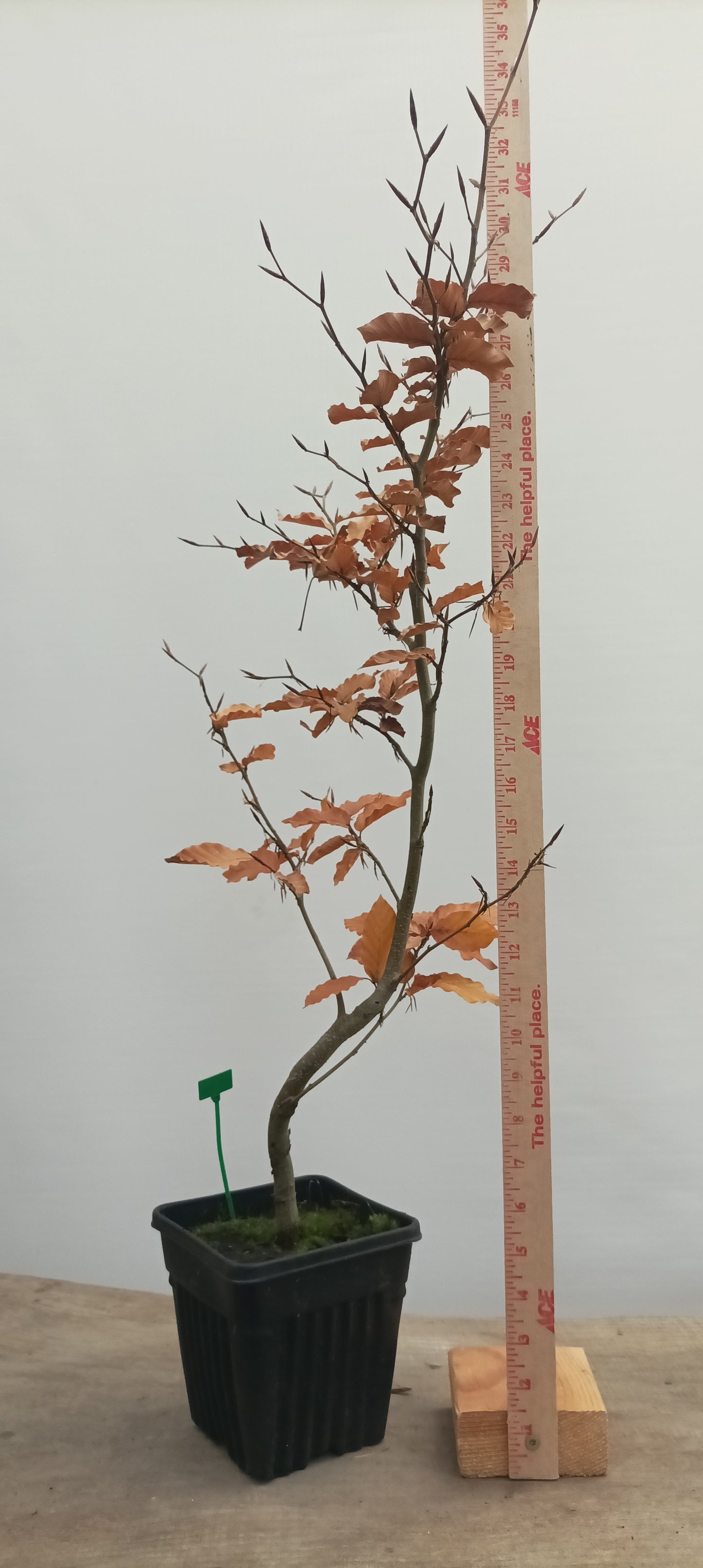 European Beech in a 6" pot (FS6-20)