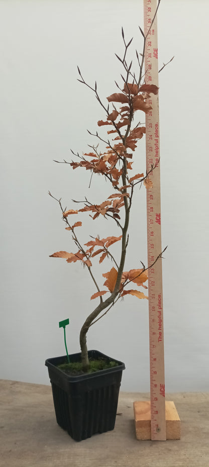 European Beech in a 6" pot (FS6-20)